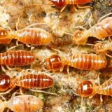 Cbd Pest Control Adelaide