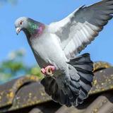 Bird Control Adelaide