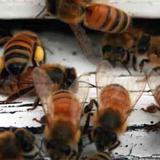 Bee Wasp Removal Sydney