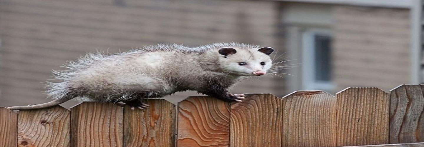 247 Possum Removal Perth cover photo