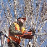 Oakview Tree Surgeons - photo 2