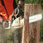 Oakview Tree Surgeons - photo 3