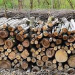 Oakview Tree Surgeons - photo 6