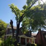 JP Tree Service Company - photo 3