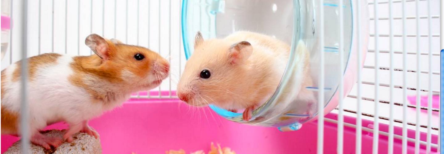 Pattes & Griffes animalerie Sorel-Tracy cover photo