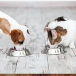 Pattes & Griffes animalerie Sorel-Tracy - photo 2