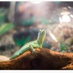 Pattes & Griffes animalerie Sorel-Tracy - photo 5