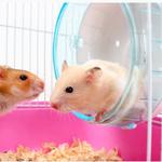 Pattes & Griffes animalerie Sorel-Tracy - photo 6