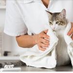 Pattes & Griffes animalerie Sorel-Tracy - photo 7