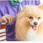 Pattes & Griffes animalerie Sorel-Tracy - photo 8