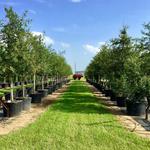 Bob Wells Nursery - photo 2