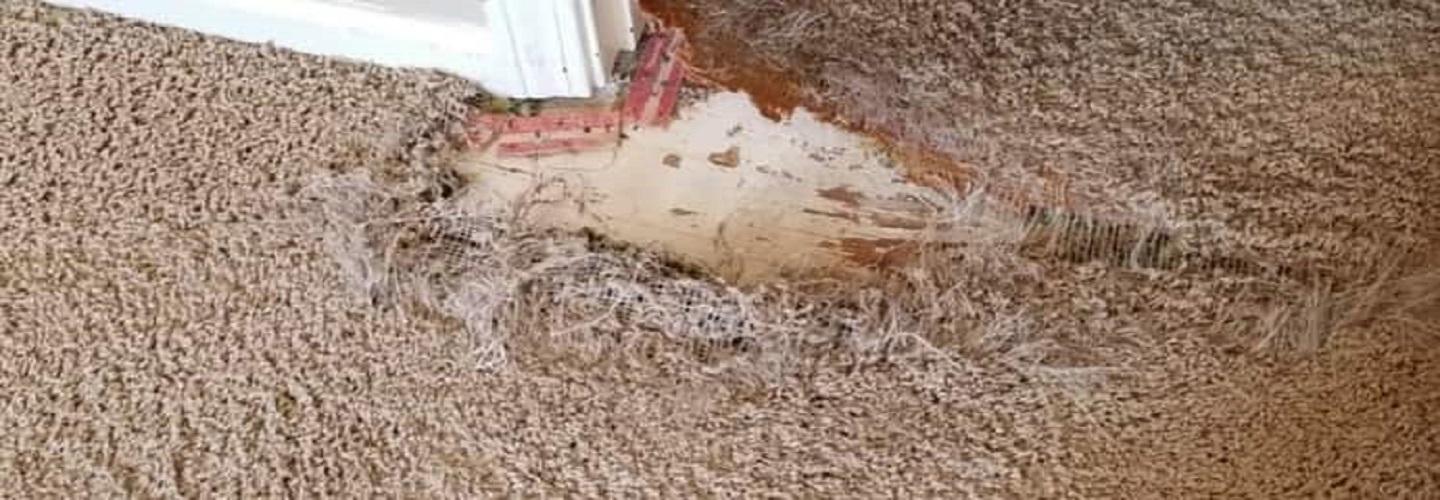 SP Carpet Repair Adelaide cover photo