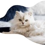 Allbreeds K9 Bootcamp & Pet Retreat - photo 3