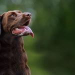 Allbreeds K9 Bootcamp & Pet Retreat - photo 4