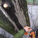 Tree Service Experts Bendigo - photo 2