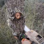 Tree Service Experts Bendigo - photo 3