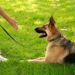 Puptown in the Woods - photo 1