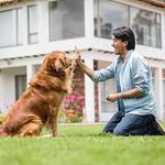 Puptown in the Woods - photo 2