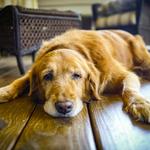 Puptown in the Woods - photo 8