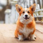 Puptown in the Woods - photo 9