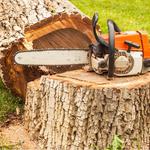 Tree Surgeons Derby - photo 1