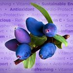 Sweet Prairie Haskap - photo 2