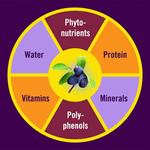 Sweet Prairie Haskap - photo 4