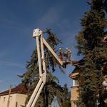 Double T Tree Service - photo 1