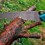 Double T Tree Service - photo 2