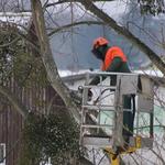 Double T Tree Service - photo 4