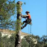 Double T Tree Service - photo 5