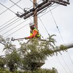 Charles Tree Services - photo 1