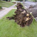 Charles Tree Services - photo 4