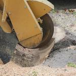 Charles Tree Services - photo 7