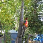 Charles Tree Services - photo 9