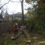 Charles Tree Services - photo 10