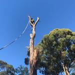 Sydney Green Group - photo 2