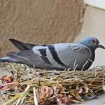 BeSure Pest Control Melbourne - photo 1