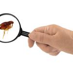 BeSure Pest Control Melbourne - photo 2