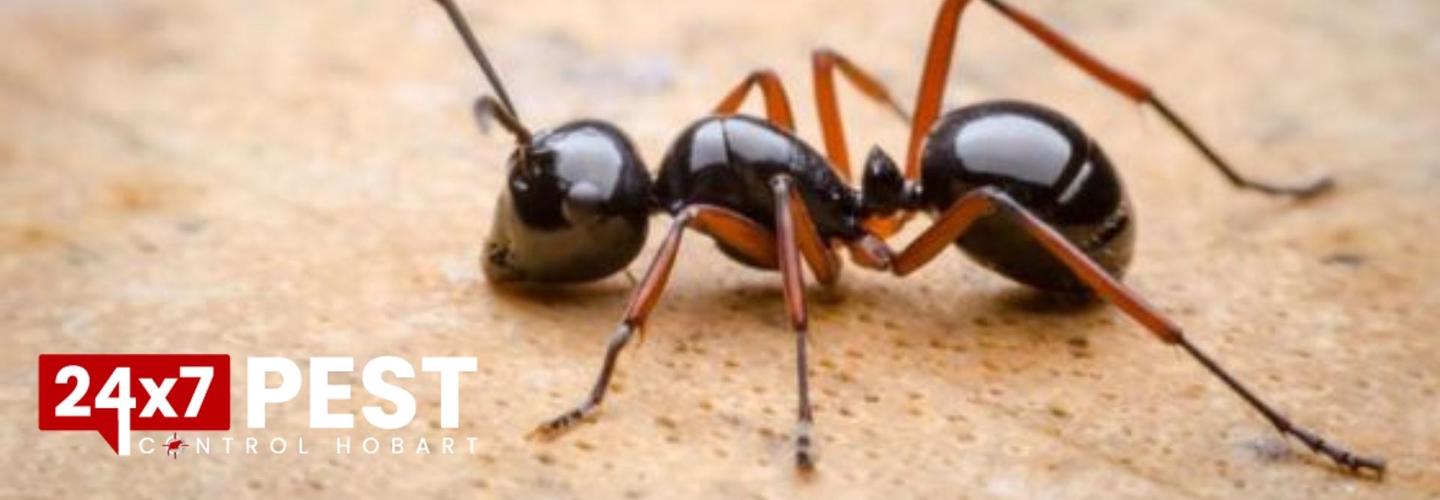 Ant control Hobart cover photo