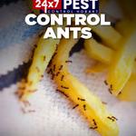 Ant control Hobart - photo 2