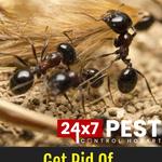 Ant control Hobart - photo 3