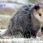 Possum Removal Canberra - photo 4