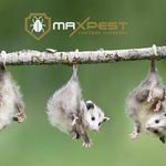 Possum Removal Canberra - photo 7