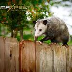 Possum Removal Canberra - photo 8