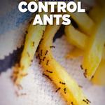 Ant Control Perth - photo 3