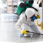 Fleas Control Canberra - photo 1