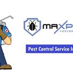 Fleas Control Canberra - photo 2