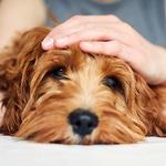 Home from Home Doggy Day care - photo 2