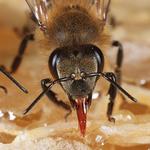 Bee And Wasp Removal Perth - photo 1